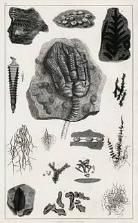 Collection of various fossil.  Digitally enhanced from our own original edition of A History of the Earth and Animated Nature (1820) by Oliver Goldsmith (1730-1774).