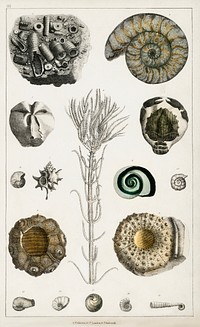 Collection of various fossils.  Digitally enhanced from our own original edition of A History of the Earth and Animated Nature (1820) by Oliver Goldsmith (1730-1774).