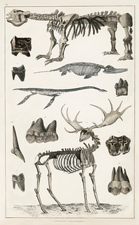 Collection of specimens.  Digitally enhanced from our own original edition of A History of the Earth and Animated Nature (1820) by Oliver Goldsmith (1730-1774).