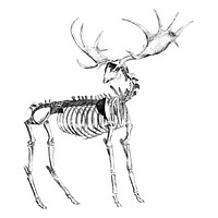 Vintage illustrations of Animal bone structure