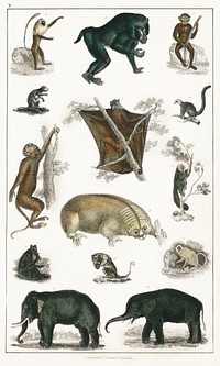 Collection of wild animals.  Digitally enhanced from our own original edition of A History of the Earth and Animated Nature (1820) by Oliver Goldsmith (1730-1774).