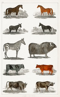 Collection of animals.  Digitally enhanced from our own original edition of A History of the Earth and Animated Nature (1820) by Oliver Goldsmith (1730-1774).