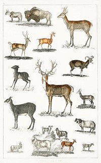 Collection of animal with antlers.  Digitally enhanced from our own original edition of A History of the Earth and Animated Nature (1820) by Oliver Goldsmith (1730-1774).