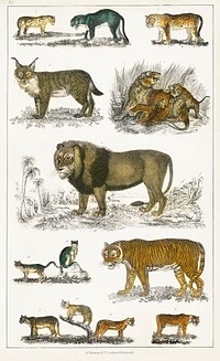 Collection of animals in the feline family.  Digitally enhanced from our own original edition of A History of the Earth and Animated Nature (1820) by Oliver Goldsmith (1730-1774).