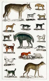 Collection of animals in the canine and feline family.  Digitally enhanced from our own original edition of A History of the Earth and Animated Nature (1820) by Oliver Goldsmith (1730-1774).