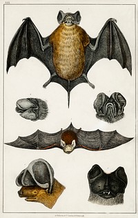 Collection of various Bats.  Digitally enhanced from our own original edition of A History of the Earth and Animated Nature (1820) by Oliver Goldsmith (1730-1774).