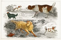 Collection of various dogs and cocker.  Digitally enhanced from our own original edition of A History of the Earth and Animated Nature (1820) by Oliver Goldsmith (1730-1774).