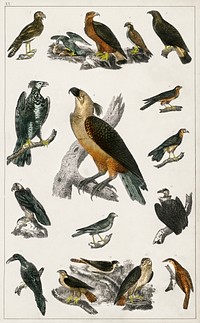 Collection of various birds.  Digitally enhanced from our own original edition of A History of the Earth and Animated Nature (1820) by Oliver Goldsmith (1730-1774).