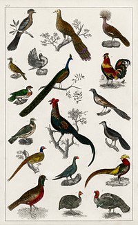 Collection of various birds.  Digitally enhanced from our own original edition of A History of the Earth and Animated Nature (1820) by Oliver Goldsmith (1730-1774).