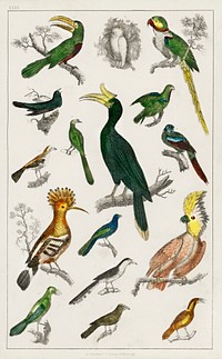 Collection of various birds.  Digitally enhanced from our own original edition of A History of the Earth and Animated Nature (1820) by Oliver Goldsmith (1730-1774).