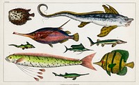 Collection of various fishes.  Digitally enhanced from our own original edition of A History of the Earth and Animated Nature (1820) by Oliver Goldsmith (1730-1774).