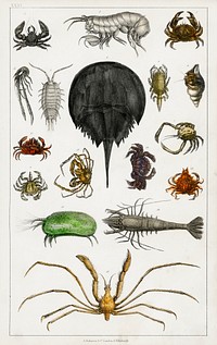Collection of various arthropods.  Digitally enhanced from our own original edition of A History of the Earth and Animated Nature (1820) by Oliver Goldsmith (1730-1774).