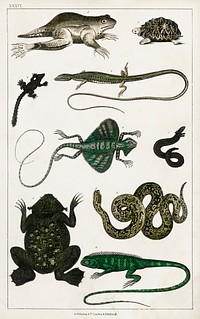 Collection of various reptiles.  Digitally enhanced from our own original edition of A History of the Earth and Animated Nature (1820) by Oliver Goldsmith (1730-1774).