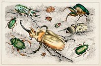 Collection of various beetles.  Digitally enhanced from our own original edition of A History of the Earth and Animated Nature (1820) by Oliver Goldsmith (1730-1774).