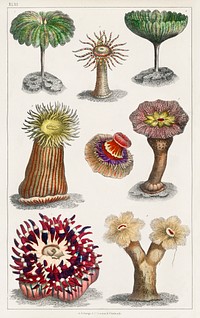 Different kinds of Actiniae, or Animal Flowers. Digitally enhanced from our own original edition of A History of the Earth and Animated Nature (1820) by Oliver Goldsmith (1730-1774).
