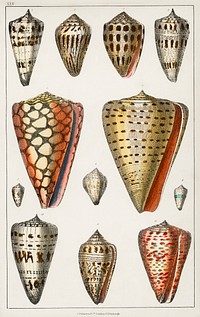 Collection of various shells.  Digitally enhanced from our own original edition of A History of the Earth and Animated Nature (1820) by Oliver Goldsmith (1730-1774).