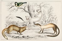 Collection of various rodents.  Digitally enhanced from our own original edition of A History of the Earth and Animated Nature (1820) by Oliver Goldsmith (1730-1774).