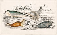 Collection of various Seals.  Digitally enhanced from our own original edition of A History of the Earth and Animated Nature (1820) by Oliver Goldsmith (1730-1774).