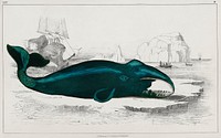 Whale. Digitally enhanced from our own original edition of A History of the Earth and Animated Nature (1820) by Oliver Goldsmith (1730-1774).