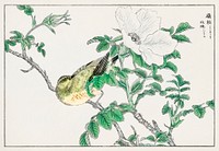 Brown-eared Bulbul and Rosa Rugosa illustration. Digitally enhanced from our own original edition of Pictorial Monograph of Birds (1885) by Numata Kashu (1838-1901).