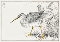 Eastern Whimbrel and Wisteria Vine illustration. Digitally enhanced from our own original edition of Pictorial Monograph of Birds (1885) by Numata Kashu (1838-1901).