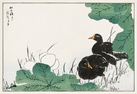Coot and Lotus illustration. Digitally enhanced from our own original edition of Pictorial Monograph of Birds (1885) by Numata Kashu (1838-1901).