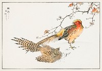 Golden Pheasant and Flower of Japanese Quince illustration. Digitally enhanced from our own original edition of Pictorial Monograph of Birds (1885) by Numata Kashu (1838-1901).