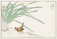 Japanese Wren and Daffodil illustration. Digitally enhanced from our own original edition of Pictorial Monograph of Birds (1885) by Numata Kashu (1838-1901).
