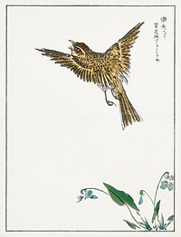 Japanese Water-Pipit and Viola illustration. Digitally enhanced from our own original edition of Pictorial Monograph of Birds (1885) by Numata Kashu (1838-1901).