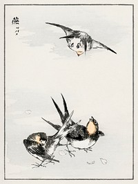 Swallow illustration. Digitally enhanced from our own original edition of Pictorial Monograph of Birds (1885) by Numata Kashu (1838-1901).
