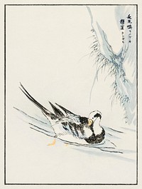 Long-tailed Wild Duck and Cliff illustration. Digitally enhanced from our own original edition of Pictorial Monograph of Birds (1885) by Numata Kashu (1838-1901).