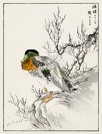 Mallard and Willow illustration. Digitally enhanced from our own original edition of Pictorial Monograph of Birds (1885) by Numata Kashu (1838-1901).