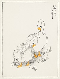 Duck and Young Grass illustration. Digitally enhanced from our own original edition of Pictorial Monograph of Birds (1885) by Numata Kashu (1838-1901).