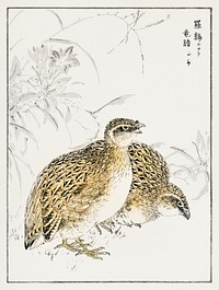 Japanese Quail and Gentian illustration. Digitally enhanced from our own original edition of Pictorial Monograph of Birds (1885) by Numata Kashu (1838-1901).