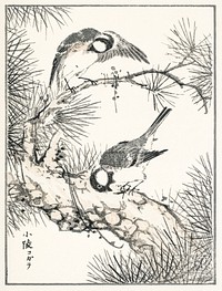 Japanese Willow Tit and Pine Tree illustration. Digitally enhanced from our own original edition of Pictorial Monograph of Birds (1885) by Numata Kashu (1838-1901).