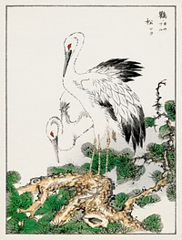 Japanese Stork and Pine Tree illustration. Digitally enhanced from our own original edition of Pictorial Monograph of Birds (1885) by Numata Kashu (1838-1901).