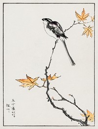 Japanese Long-tailed Tit and Maple Tree illustration. Digitally enhanced from our own original edition of Pictorial Monograph of Birds (1885) by Numata Kashu (1838-1901).
