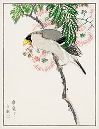 Japanese Masked Hawfinch and Silk Tree illustration. Digitally enhanced from our own original edition of Pictorial Monograph of Birds (1885) by Numata Kashu (1838-1901).