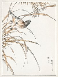 Japanese Grey Bunting and Rise Plant illustration. Digitally enhanced from our own original edition of Pictorial Monograph of Birds (1885) by Numata Kashu (1838-1901).