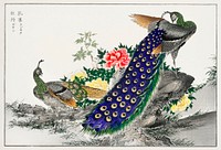 Peacock and Peony illustration. Digitally enhanced from our own original edition of Pictorial Monograph of Birds (1885) by Numata Kashu (1838-1901).