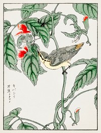 Japanese Tree-creeper and Pea illustration. Digitally enhanced from our own original edition of Pictorial Monograph of Birds (1885) by Numata Kashu (1838-1901).