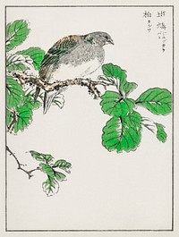 Barbary Dove and Oak Tree illustration. Digitally enhanced from our own original edition of Pictorial Monograph of Birds (1885) by Numata Kashu (1838-1901).