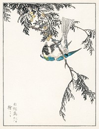 Japanese Great Tit and Japanese Cypress illustration. Digitally enhanced from our own original edition of Pictorial Monograph of Birds (1885) by Numata Kashu (1838-1901).