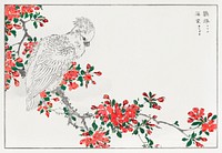 Parrot and Pyrus spectabilis illustration. Digitally enhanced from our own original edition of Pictorial Monograph of Birds (1885) by Numata Kashu (1838-1901).