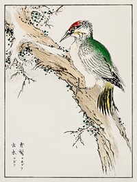 Japanese Green Woodpecker illustration. Digitally enhanced from our own original edition of Pictorial Monograph of Birds (1885) by Numata Kashu (1838-1901).