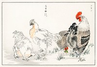 Domestic Fowl illustration. Digitally enhanced from our own original edition of Pictorial Monograph of Birds (1885) by Numata Kashu (1838-1901).