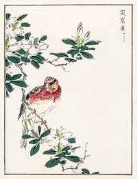 Japanese Long-tailed Rosefinch illustration. Digitally enhanced from our own original edition of Pictorial Monograph of Birds (1885) by Numata Kashu (1838-1901).