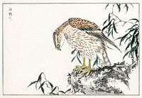 Osprey illustration. Digitally enhanced from our own original edition of Pictorial Monograph of Birds (1885) by Numata Kashu (1838-1901).
