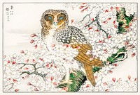 Short-eared Owl and Cherry Flower illustration. Digitally enhanced from our own original edition of Pictorial Monograph of Birds (1885) by Numata Kashu (1838-1901).