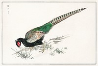 Green Pheasant illustration. Digitally enhanced from our own original edition of Pictorial Monograph of Birds (1885) by Numata Kashu (1838-1901).